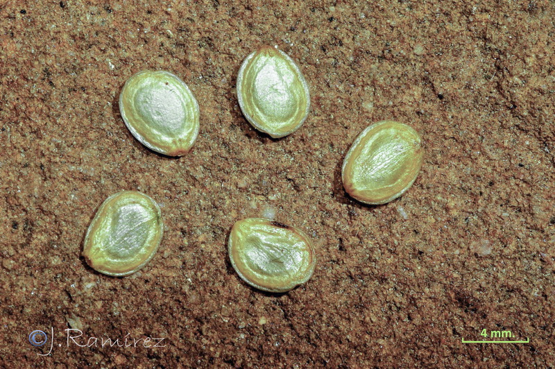 Platycapnos saxicola.21