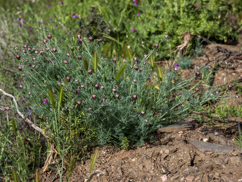 Platycapnos spicata.01