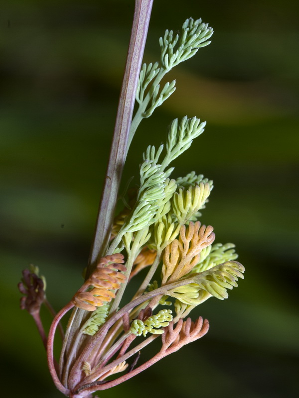 Platycapnos spicata.07