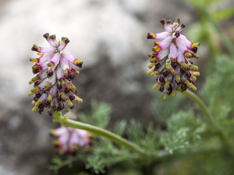 Platycapnos spicata.12