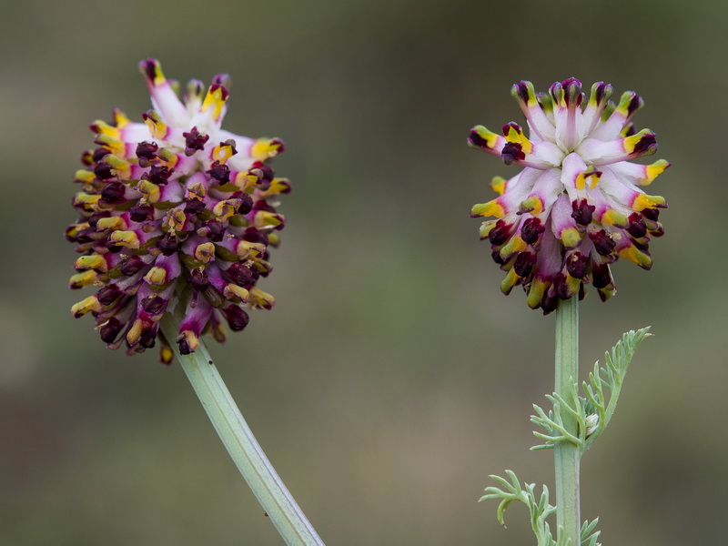 Platycapnos spicata.16