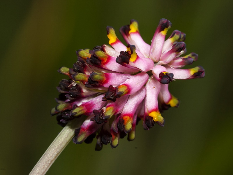 Platycapnos spicata.24