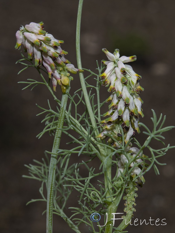 Platycapnos spicata.35