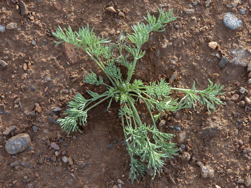 Platycapnos spicata.38