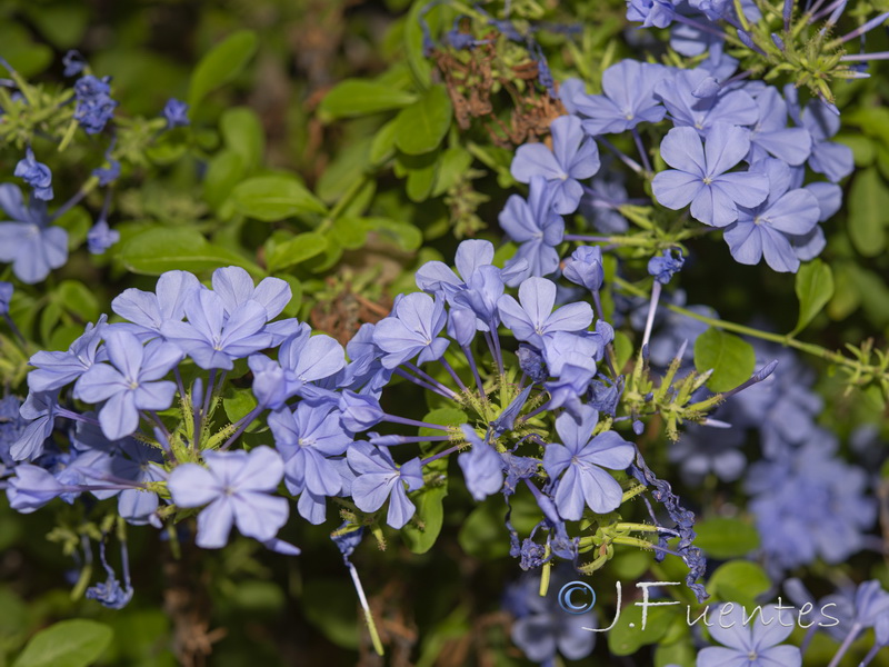 Plumbago auriculata.01