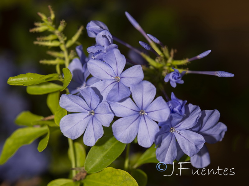 Plumbago auriculata.02