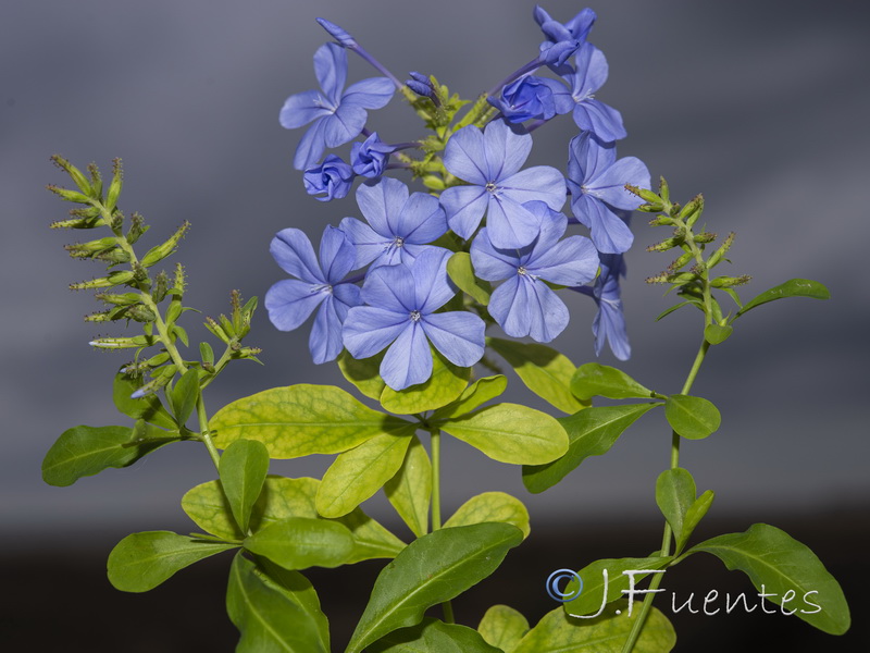 Plumbago auriculata.03