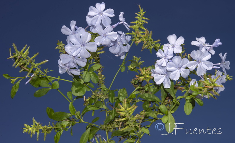 Plumbago auriculata.05