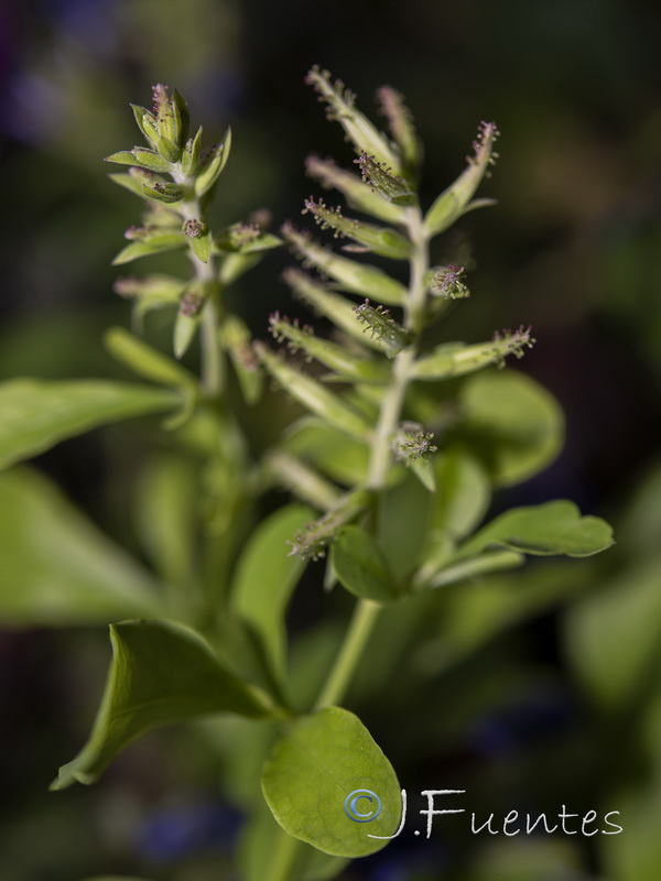 Plumbago auriculata.07