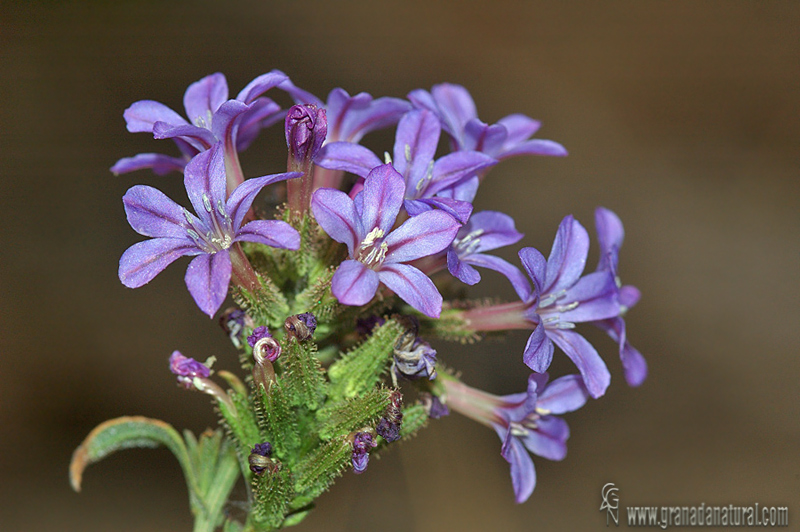 Plumbago europaea