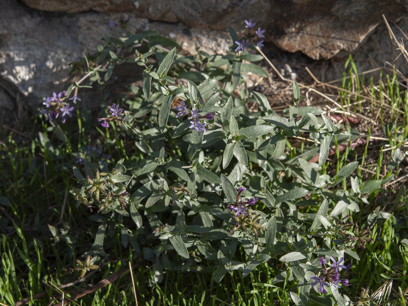 Plumbago europaea.03