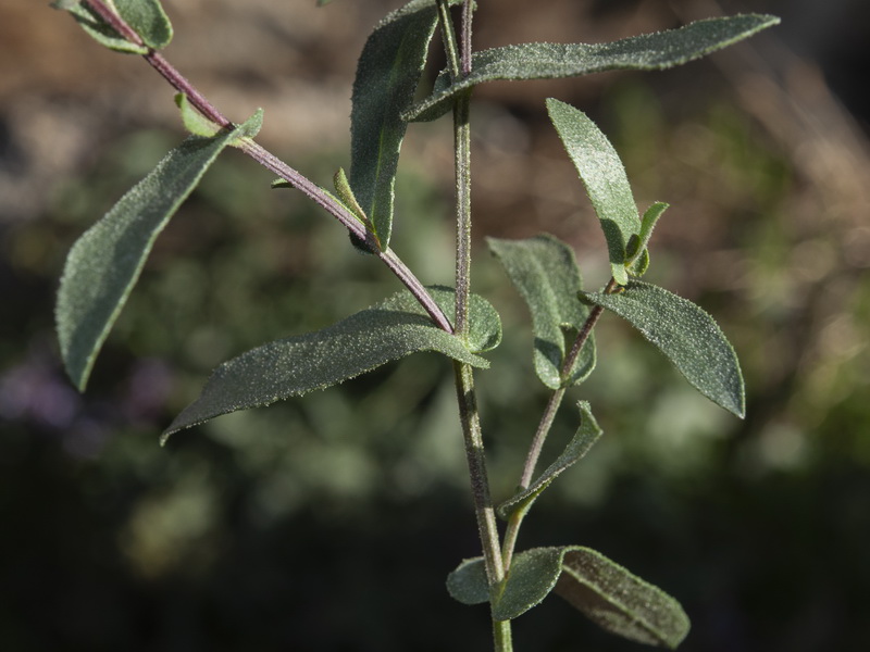 Plumbago europaea.06