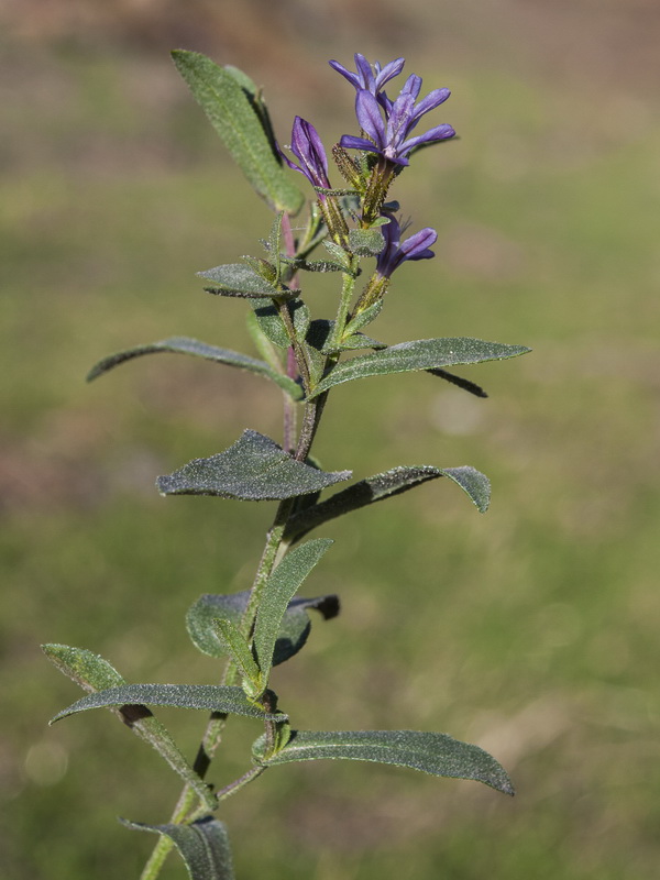 Plumbago europaea.09