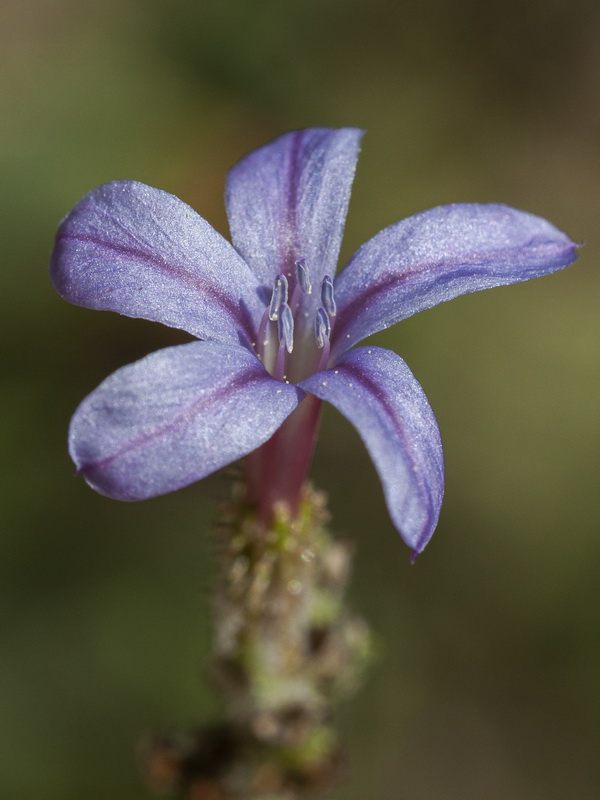 Plumbago europaea.13
