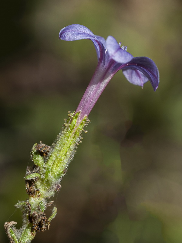 Plumbago europaea.14