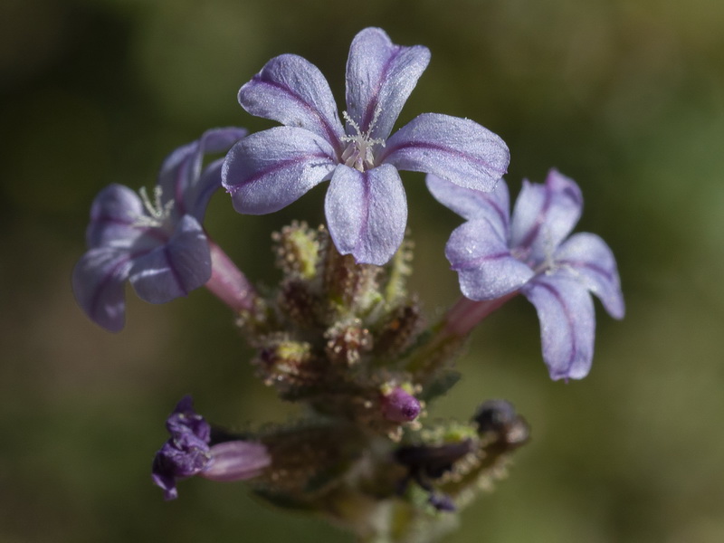 Plumbago europaea.16