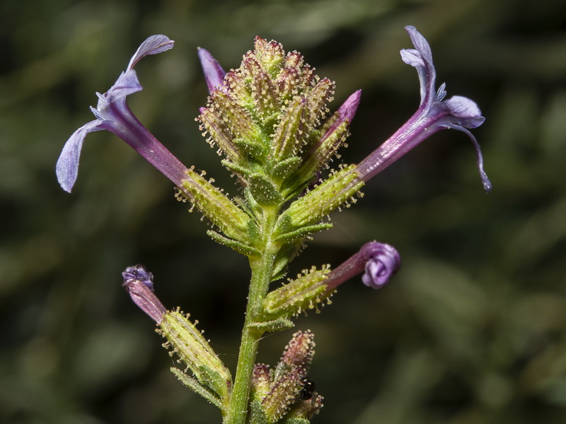 Plumbago europaea.19