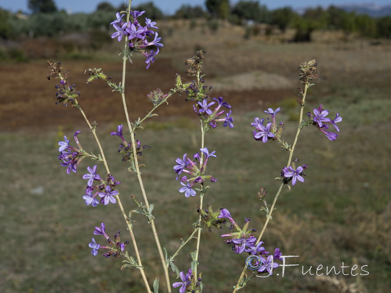 Plumbago europaea.22