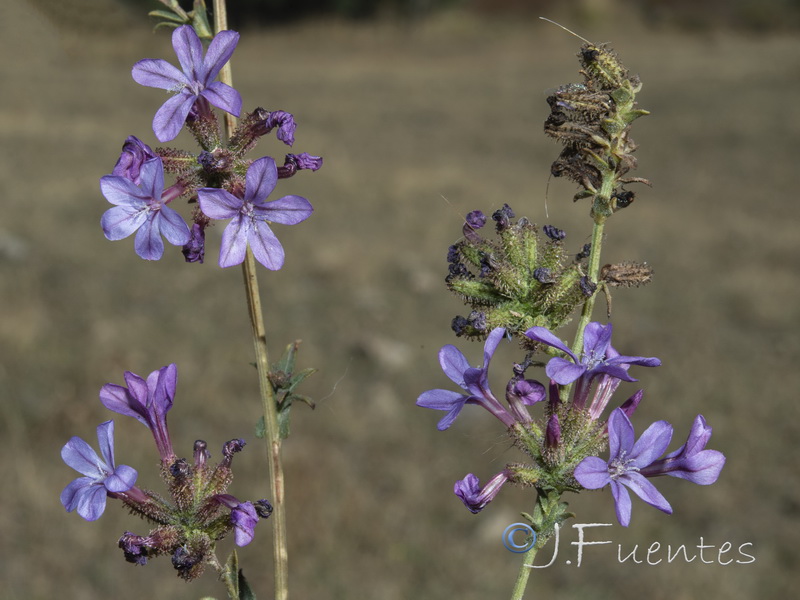 Plumbago europaea.23
