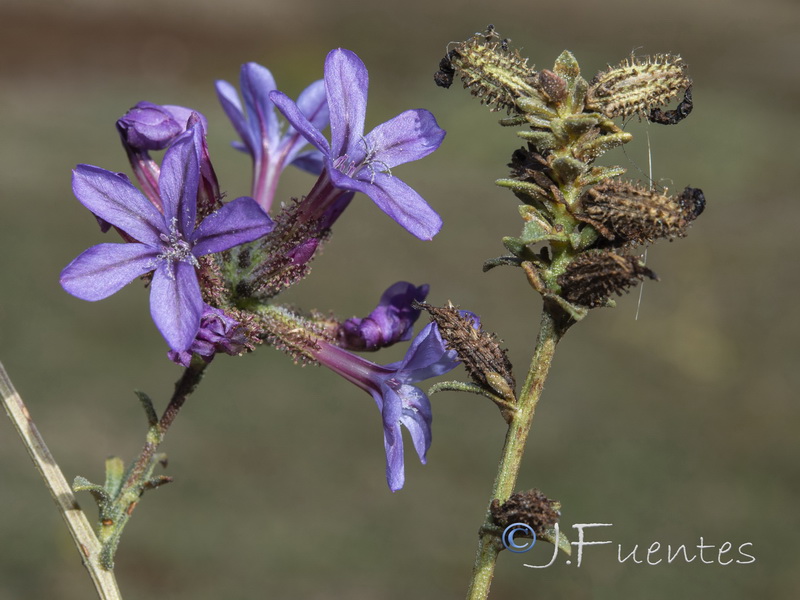 Plumbago europaea.25