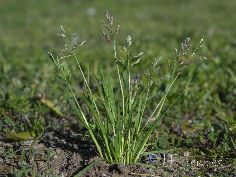 Poa annua annua.01