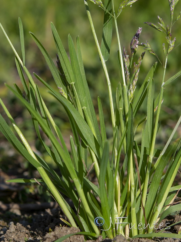 Poa annua annua.02