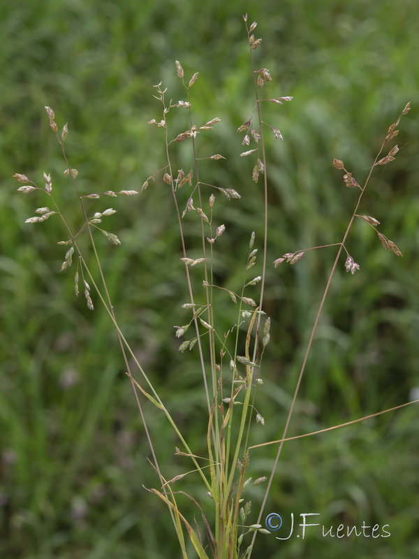 Poa annua annua.04
