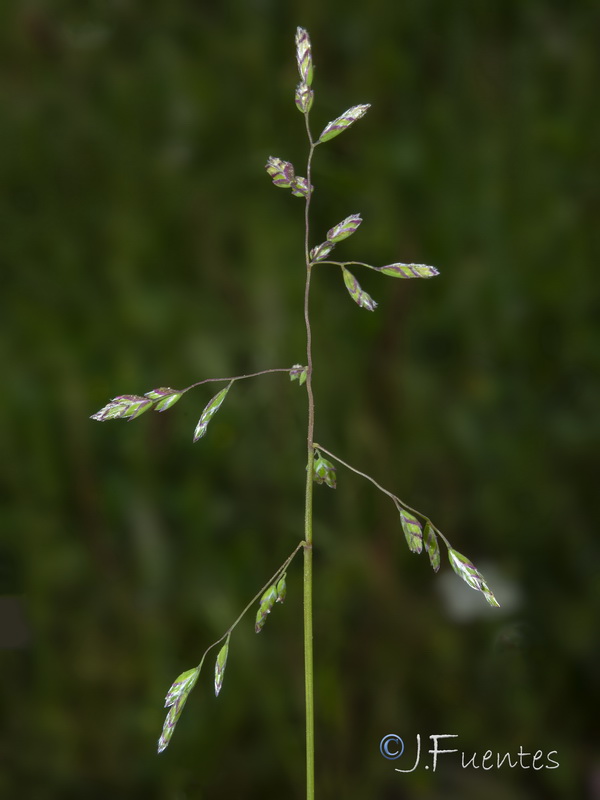 Poa annua annua.06