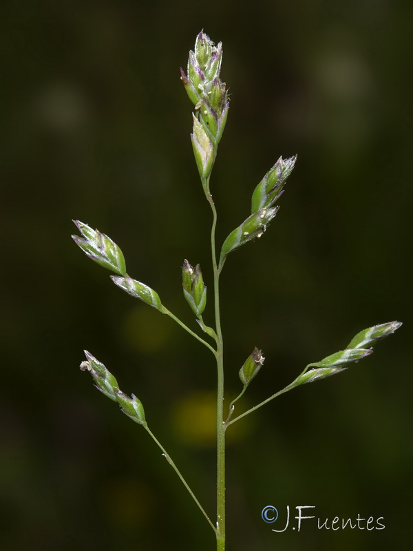 Poa annua annua.07