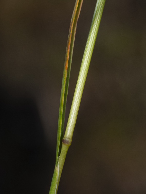Poa bulbosa.03