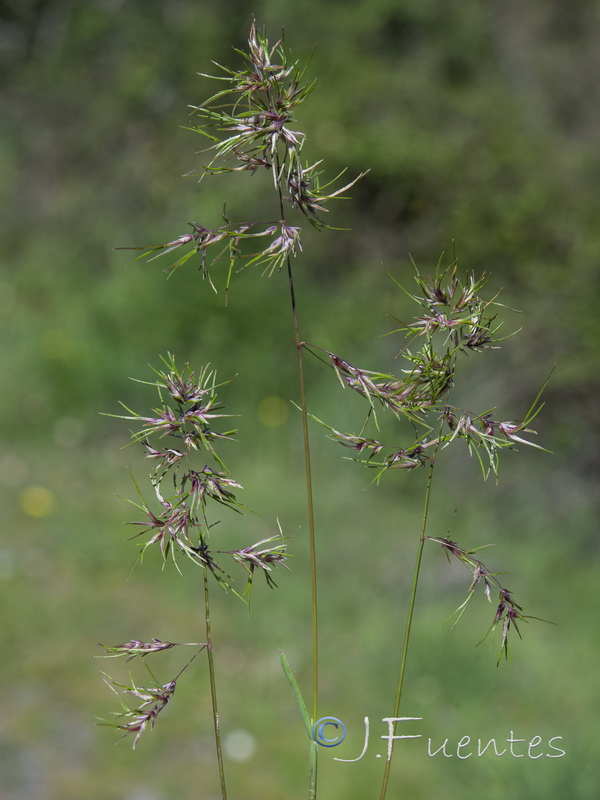 Poa bulbosa.14