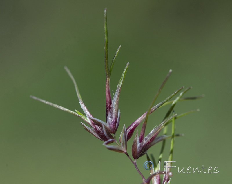 Poa bulbosa.15