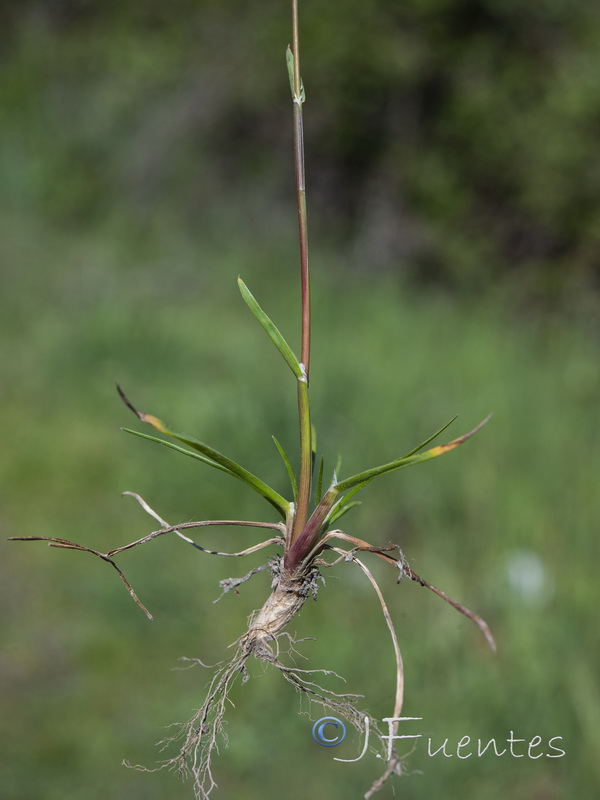 Poa bulbosa.17