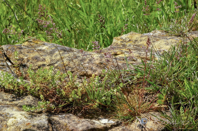 Poa bulbosa.18