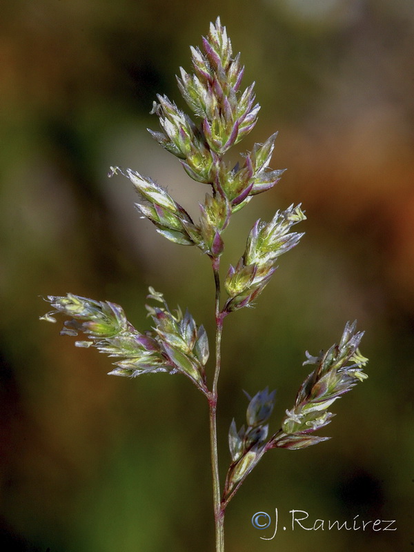 Poa bulbosa.19