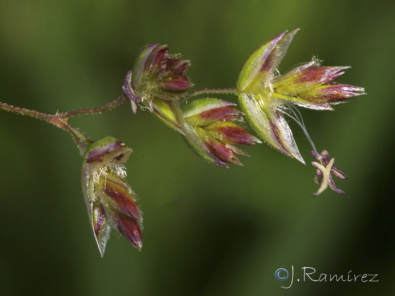 Poa bulbosa.20