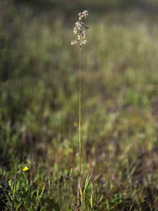 Poa bulbosa.23