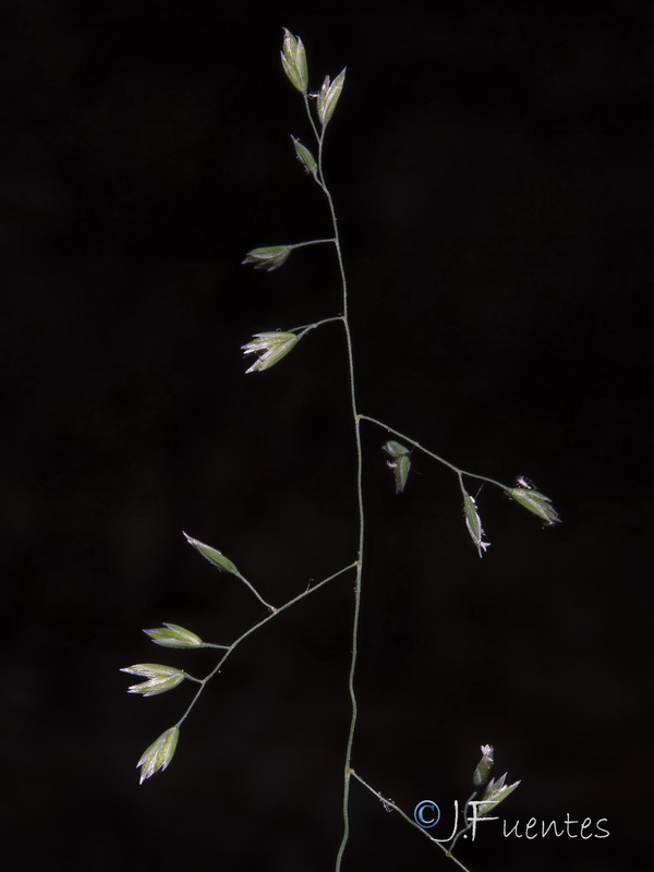 Poa flaccidula.07