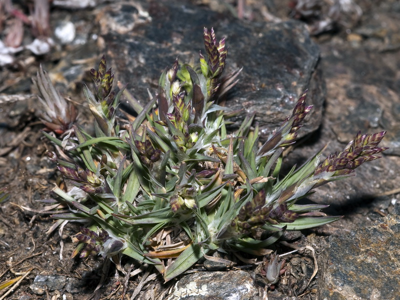 Poa ligulata.01