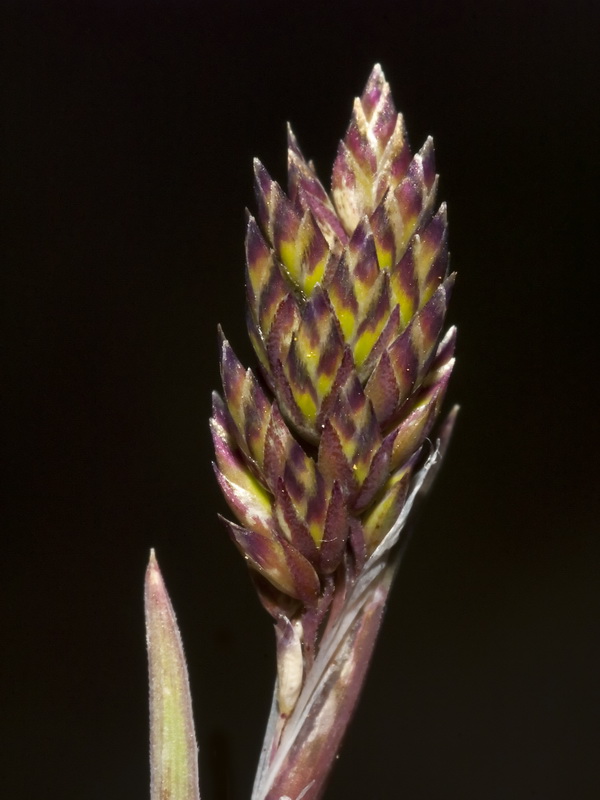 Poa ligulata.08