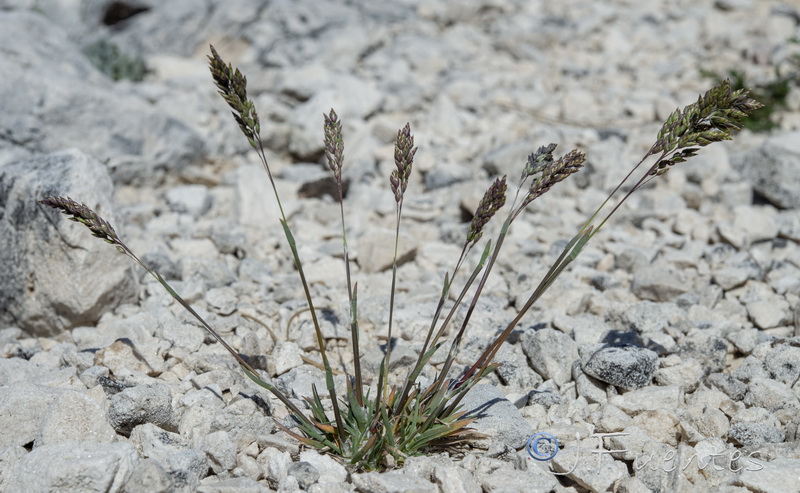 Poa ligulata.10