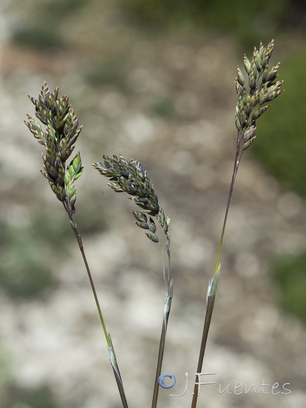 Poa ligulata.12