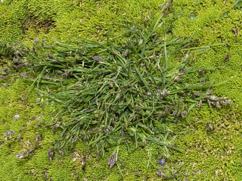 Poa minor nevadensis.01