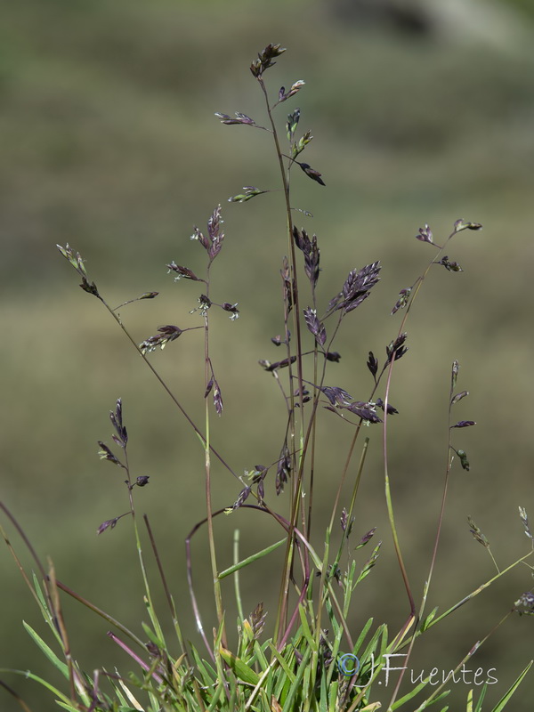 Poa minor nevadensis.13