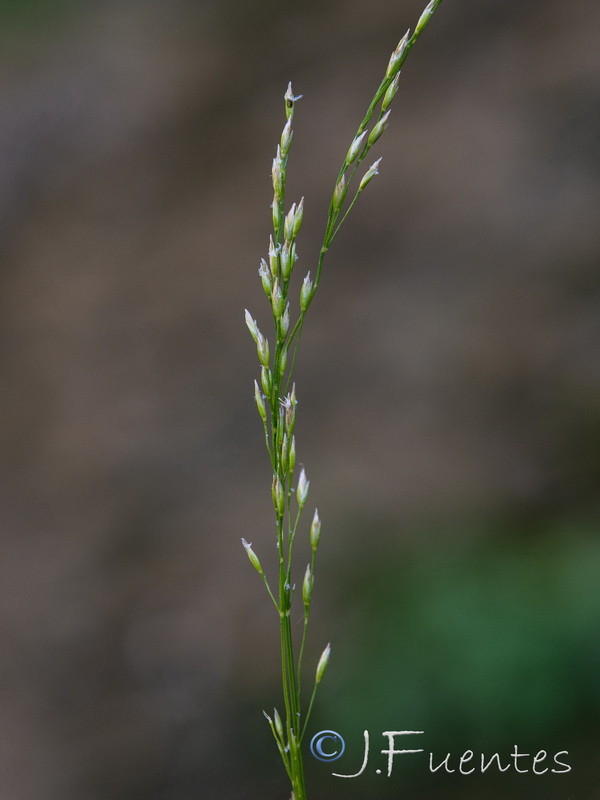 Poa nemoralis.02