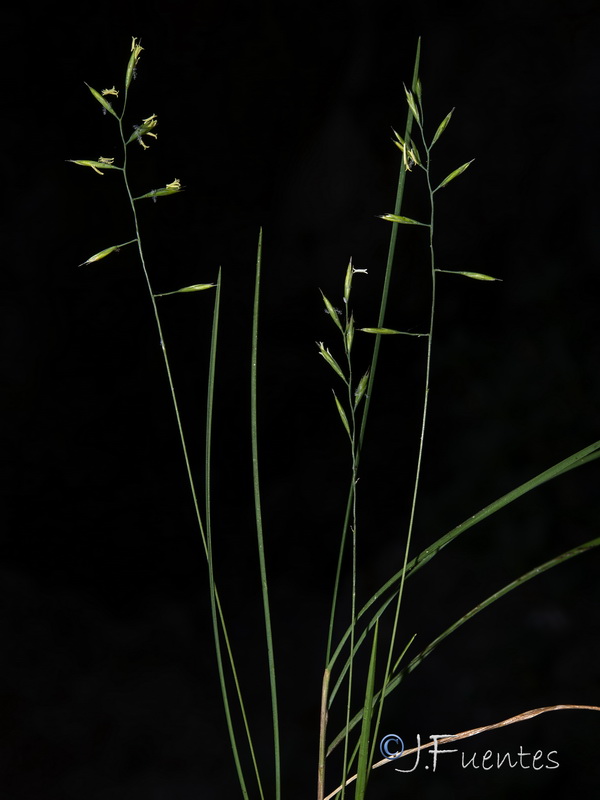 Poa nemoralis.08