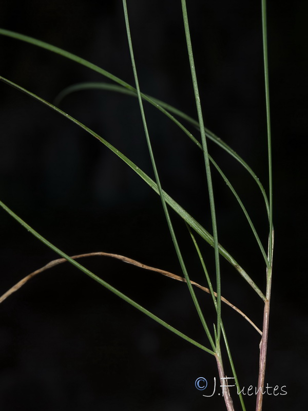 Poa nemoralis.09