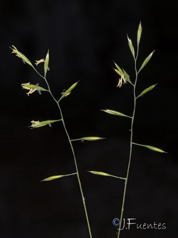 Poa nemoralis.10