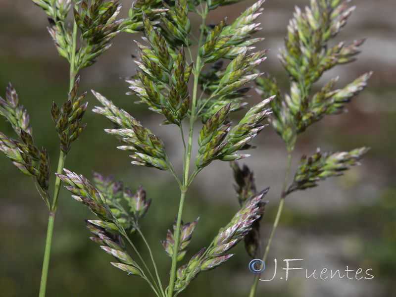 Poa pratensis.04