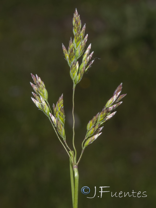 Poa pratensis.05